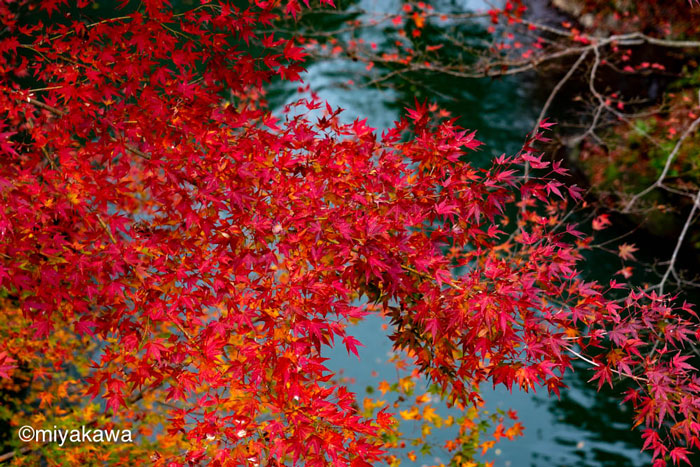 こおろぎ橋からみる赤い紅葉と水流