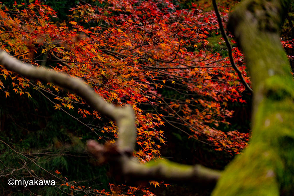 こおろぎ橋から降りて撮影。見事な苔の生えた木の幹越しの紅葉