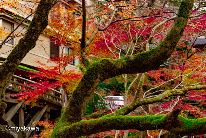 苔と紅葉のコントラストを楽しむ写真